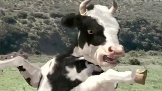 Ya lili Ya lila  Elili elila  Yalili Remix  Arabic Remix  lai lai lai kungfu Cow funny fight 2 [upl. by Halilahk]