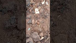 Worms Breeding in Amended Soil [upl. by Nhabois]