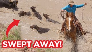 Herding Cattle across a FLOODED River GONE WRONG [upl. by Nancey]