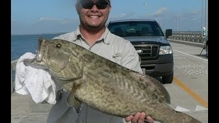 Skyway Pier Grouper Secrets [upl. by Nitnerb]