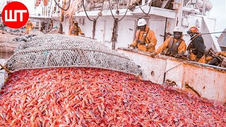 How Shrimp Are Caught amp Processed  From Sea to the Shrimp Processing Factory [upl. by Qidas607]