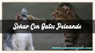 SOÑAR CON GATOS PELEANDO😴 ENTRE ELLOS😼😡 SOÑAR CON PELEA DE GATOS CON PERROS Y SERPIENTES🤬😽🐾 [upl. by Eidnak]