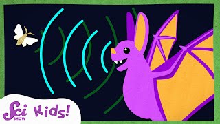 How Do Bats See with Sound  Echolocation  Amazing Animal Senses  SciShow Kids [upl. by Oiracam]