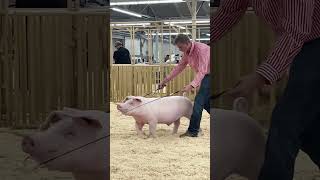 Krew and Virgil his Landrace Barrow at Cow Palace Livestock show showpigs landracepigs [upl. by Morty195]