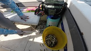 Tampa Bay fishing  Egmont key reef  grouper  snapper [upl. by Kayle10]