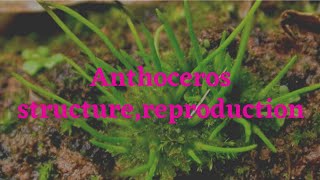 Anthoceros structure reproduction and life cycle Urdu  Hindi [upl. by Trumaine]