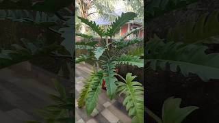 flower of zanadu plant philodendronThaumatophyllum zanaduyoutubeindoor gardening  shot video [upl. by Nueoras64]