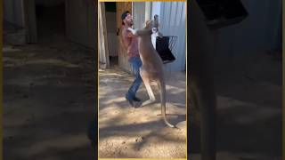 Women rescue baby kangaroo kangaroo facts animals education rescue shorts [upl. by Aiciled]