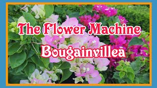 Bougainvillea The Flower Machine [upl. by Yelsnit]