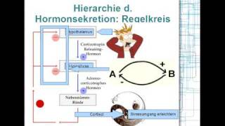 Hormonsystem Hierarchie Regelkreis 28 [upl. by Ynnol]