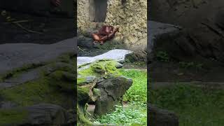 紅毛猩猩Bornean OrangutanTaipei Zoo [upl. by Srevart]