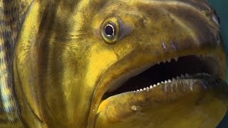 Piranha Feeding Frenzy  Planet Earth  BBC Earth [upl. by Eimilb]