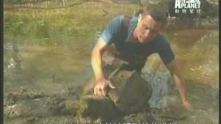 路易斯安那超級大鱷龜 Louisiana huuuuuge alligator snapping turtle [upl. by Acsehcnarf]