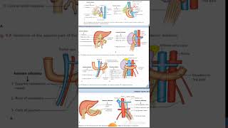 DUDENUM Relations Anatomy Quick Revision University Exam [upl. by Leinod625]