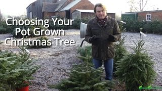 Choosing a pot grown Christmas tree [upl. by Kam]