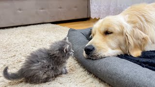 What does a Tiny Kitten do when It Finds a Sleeping Golden Retriever [upl. by Tayib]