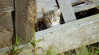 Feral Cats [upl. by Aelsel291]