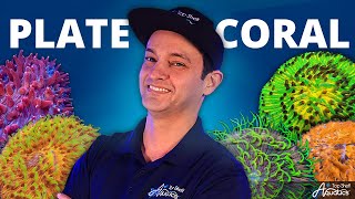 Feel Confident in Caring for Plate Corals [upl. by Shulem]