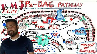 IP3 DAG pathway  G Protein Coupled Receptors GPCR [upl. by Ayotna]