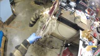 Professional Fur Handling Raccoon Part 1 Skinning [upl. by Littlejohn]