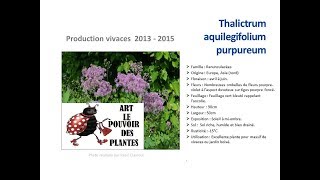 JardinageThalictrum aquilegifolium purpureum Plante vivace [upl. by Cogswell]