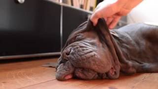 Neapolitan Mastiff wont wake up [upl. by Gnehs]