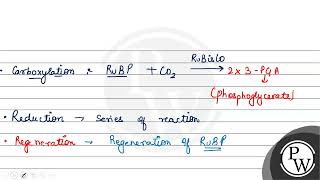 How many molecules of ATP and NADPH are required for every molecule of CO2 fixed in the Calvin c [upl. by Eberta]