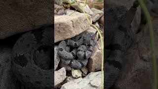 Rock rattlesnake of Arizona [upl. by Sucirdor185]