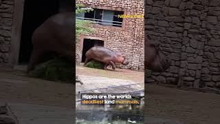 Hippo shows zookeeper whos boss 😳 [upl. by Ordnas]