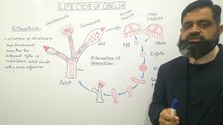 Life cycle of Obelia Urdu Hindi medium profmasoodfuzail polymorphism Obelia [upl. by Aynek669]