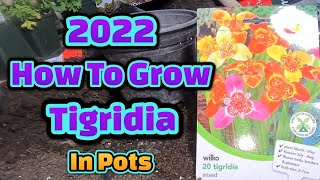 How to grow Tigridia in pots part 1 [upl. by Naamana]