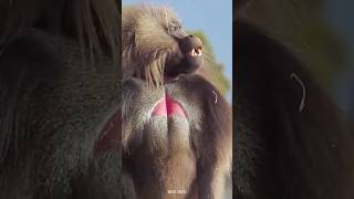 Baboon Monkey 😯 shorts factsinhindi viral [upl. by Harri]