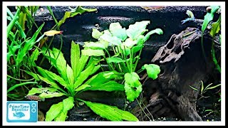 Beginners Guide to Aquatic Plants How to Keep Plants in Your Fish Tank [upl. by Manton]