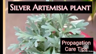 Silver Artemisia Plant Propagation TIPS evergreen garden [upl. by Bierman]