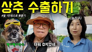 월 1만원 투자해서 상추 수출까지 하는 퇴직백수 아빠의 농사 브이로그ㅋㅋㅋ로켓파파배송 시작 l 바쁜 퇴직후 삶 [upl. by Linnet]