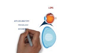 lens anatomy  structures  physiology and biochemistry  eye ball [upl. by Mayfield]