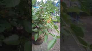 বাড়ির ছাদে ব্ল্যাকবেরিblackberryblackberriesblackberrysfruitsfriutfruittreesfruittree [upl. by Ahsem]