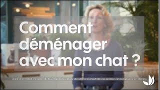 Comment déménager avec son chat   Truffaut [upl. by Eusebio]