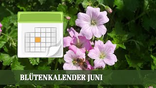 Blütenkalender Juni  Rosen Jasmin Salbei Glockenblumen [upl. by Hacker196]