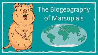 The Biogeography of Marsupials [upl. by Cardew]