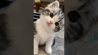 Funny cat 🐈 sound cat funny shorts [upl. by Robinet690]