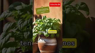 Cómo tener una Planta de Albahaca en Maceta cultivos plantas cultivos huerta albahaca [upl. by Mak351]