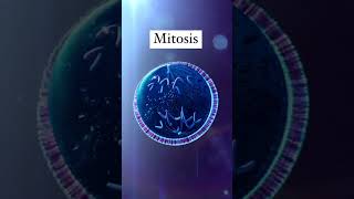 Mitosis is a fundamental process of cell division that occurs in eukaryotic cells [upl. by Nmutua]