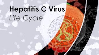 Hepatitis C Virus Life Cycle [upl. by Eronel]