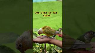 Budgie birds Birds sings Budgie eating shorts short bugdielife birds bird yt funny memes [upl. by Ursas987]