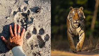 This is how you TRACK a TIGER SafariWithSuyash [upl. by Dupuis249]