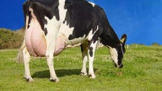 Curso Alimentação de Vacas Leiteiras em Pasto e em Confinamento  Estratégias de Alimentação [upl. by Drake366]