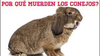 Por que mi conejo me muerde why does my rabbit bite me [upl. by Elaine]