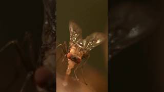 Scientists successfully map the brain of a fruit fly [upl. by Azenav]