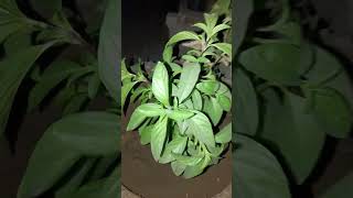 Guess the plant namerajuterracenursery youtubeshorts [upl. by Nagaek]